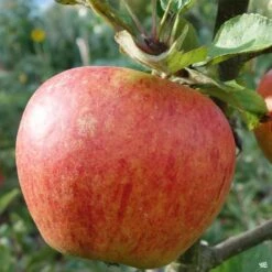 Apple 'Gala'