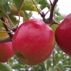 Apple 'Pink Lady'