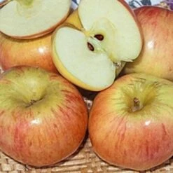 Apple 'Sierra Beauty'