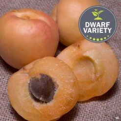 Apricot 'Pixie-Cot', Dwarf