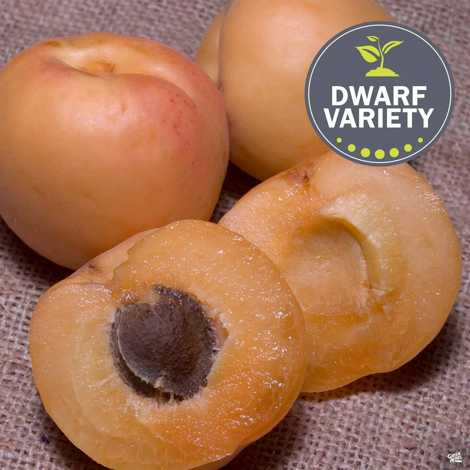 Apricot 'Pixie-Cot', Dwarf 1 Apricot 'Pixie-Cot', Dwarf