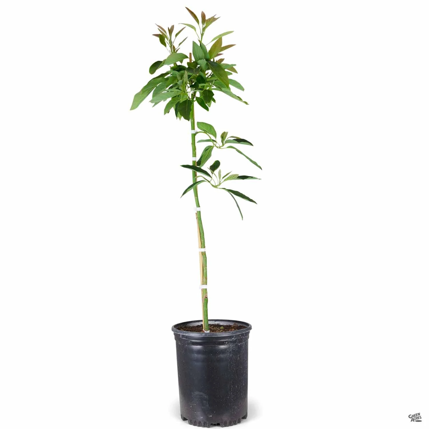 Avocado 'Hass' 2 Avocado 'Hass' - Image 2