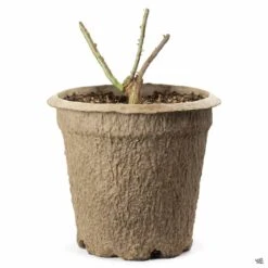 Chicago Peace® Rose 9 Chicago Peace® Rose -Eco Plant Works BarerootRose NonPatent 10inFiberPot 29a31a47 7ec6 4e7b aa2d 11a0e229b445