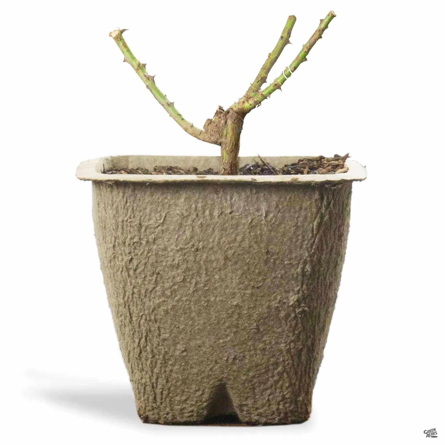 Climbing Rose 'Blaze' 2 Climbing Rose 'Blaze' - Image 2