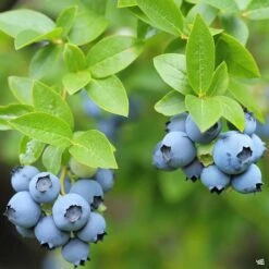 Rabbiteye Blueberry 'Austin'