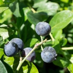 Blueberry Assorted 4" Sleeve 9 Blueberry Assorted 4" Sleeve -Eco Plant Works Blueberry Oneal e890e086 4464 4784 9a12 64ee749abec7