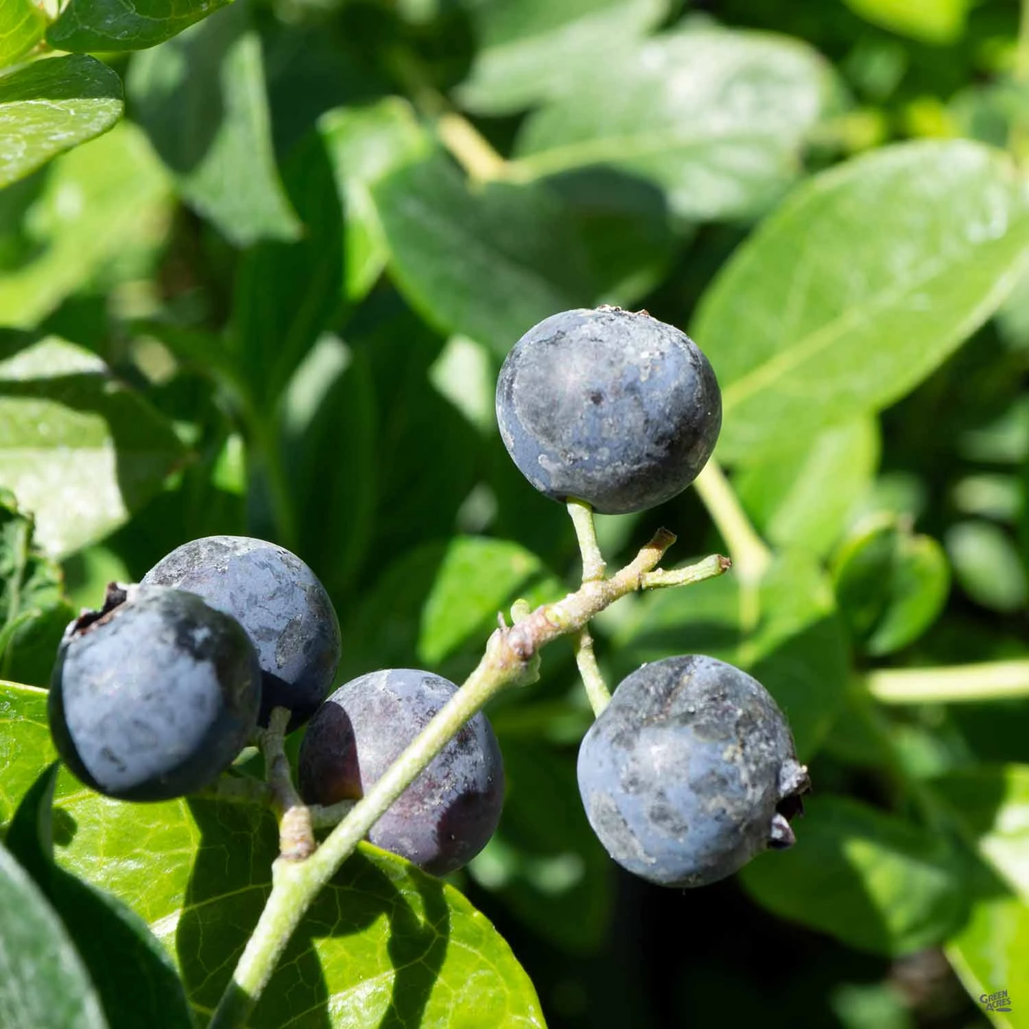 Blueberry Assorted 4" Sleeve 4 Blueberry Assorted 4" Sleeve - Image 4