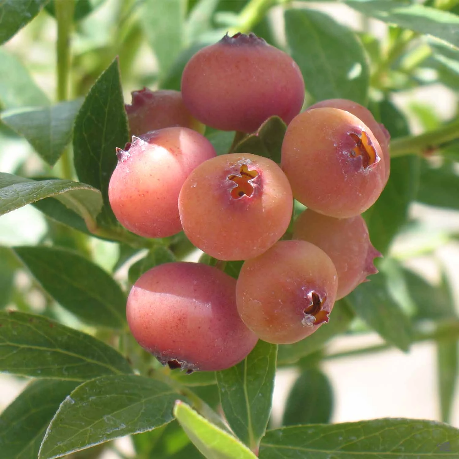 Blueberry Assorted 4" Sleeve 6 Blueberry Assorted 4" Sleeve - Image 6