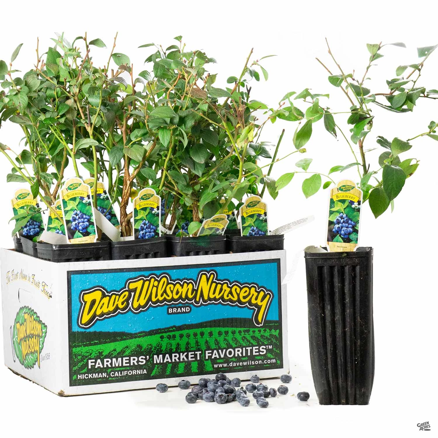 Blueberry Assorted 4" Sleeve 1 Blueberry Assorted 4" Sleeve