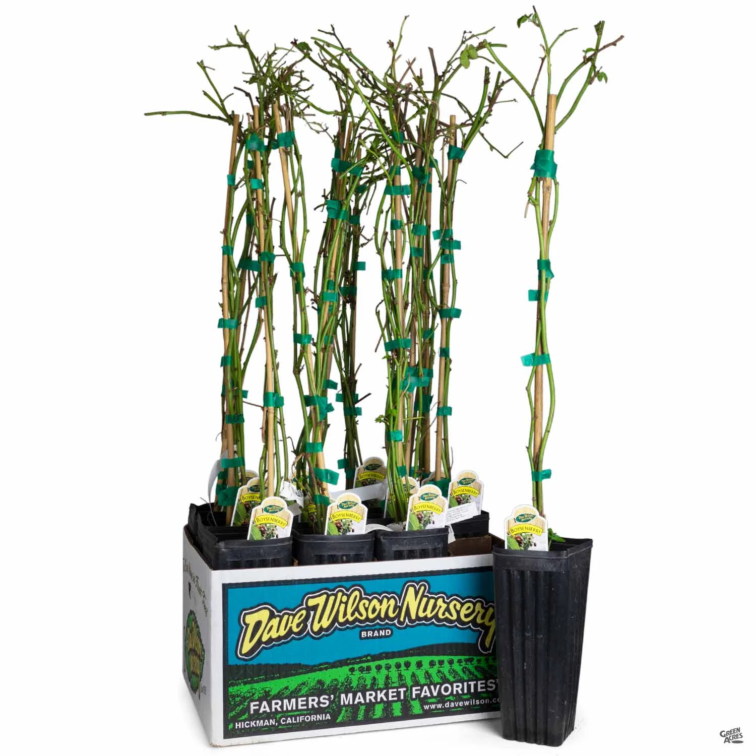 Boysenberry Assorted 4" Sleeve 1 Boysenberry Assorted 4" Sleeve