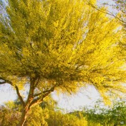 Palo Verde 'Desert Museum' Standard Trunk