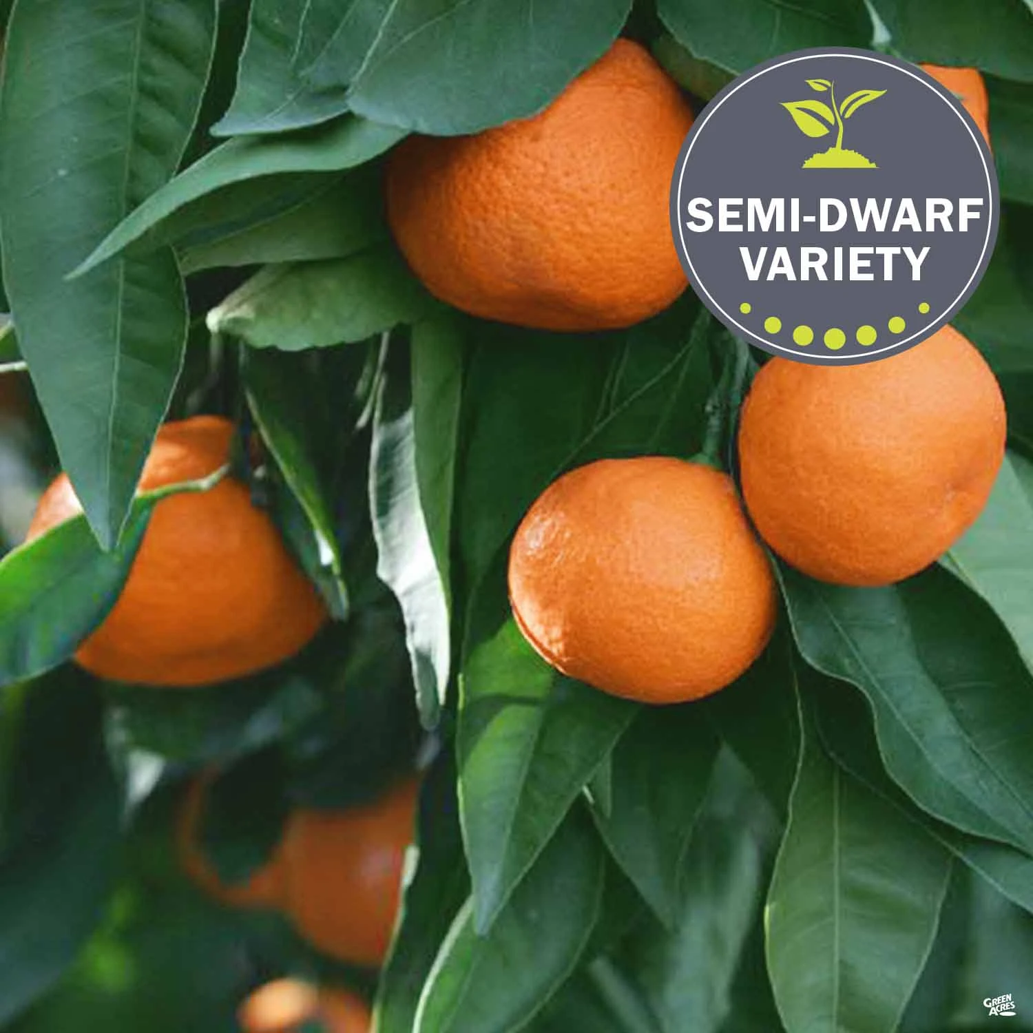 Mandarin 'Owari Satsuma', Semi-Dwarf 1 Mandarin 'Owari Satsuma', Semi-Dwarf