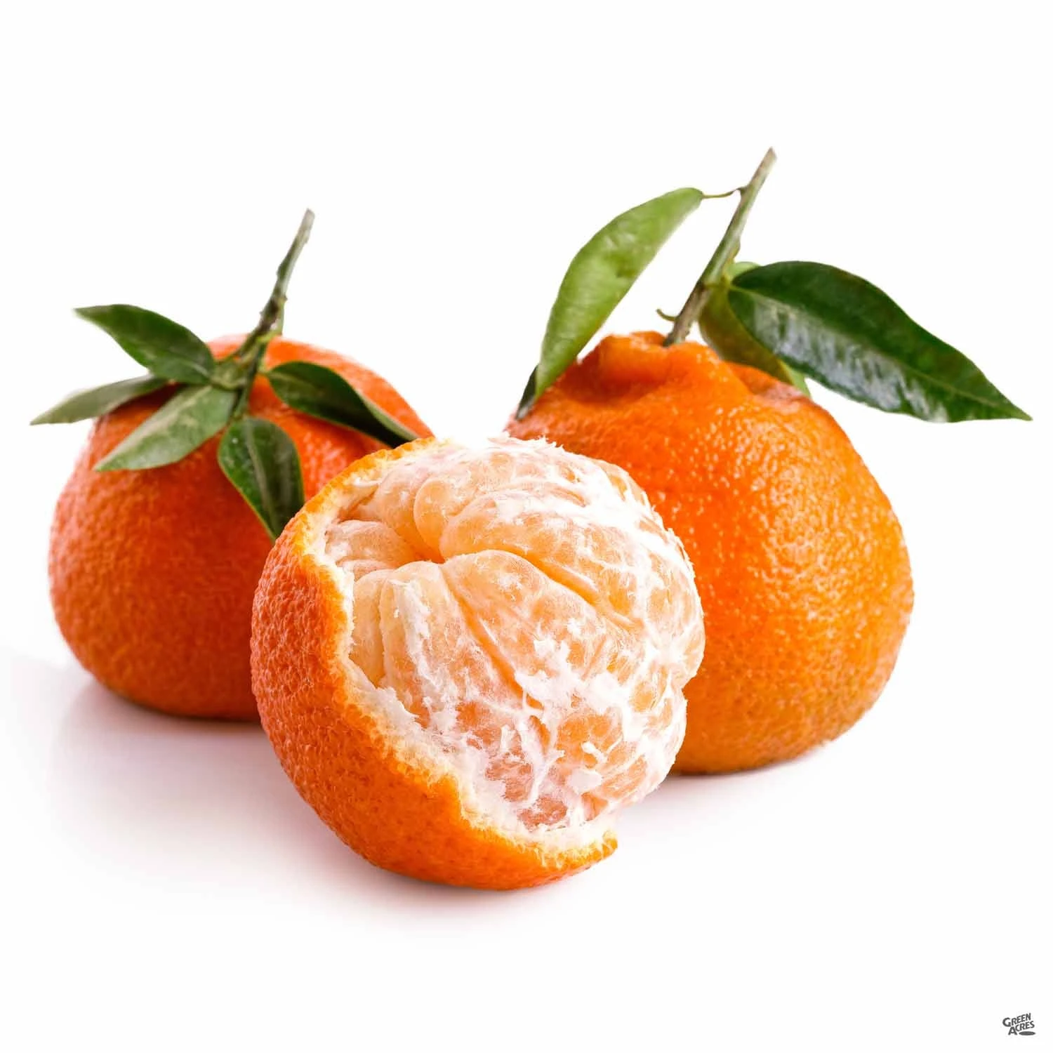 Mandarin 'Owari Satsuma', Semi-Dwarf 2 Mandarin 'Owari Satsuma', Semi-Dwarf - Image 2