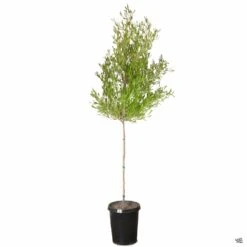 Purple Hopseed Standard Trunk 5 Purple Hopseed Standard Trunk -Eco Plant Works DodonaeaPurpurea 15gal cda9a6b8 8907 4664 bb9a bb10f18f7bfb