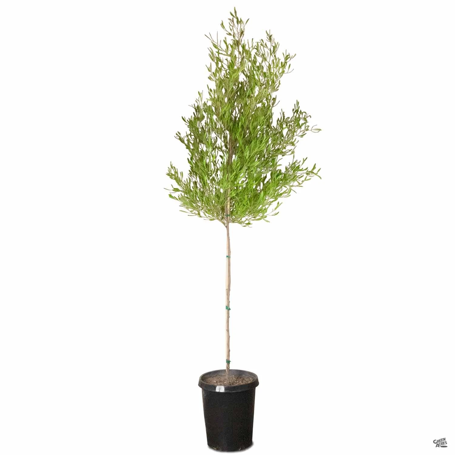 Purple Hopseed Standard Trunk 3 Purple Hopseed Standard Trunk - Image 3