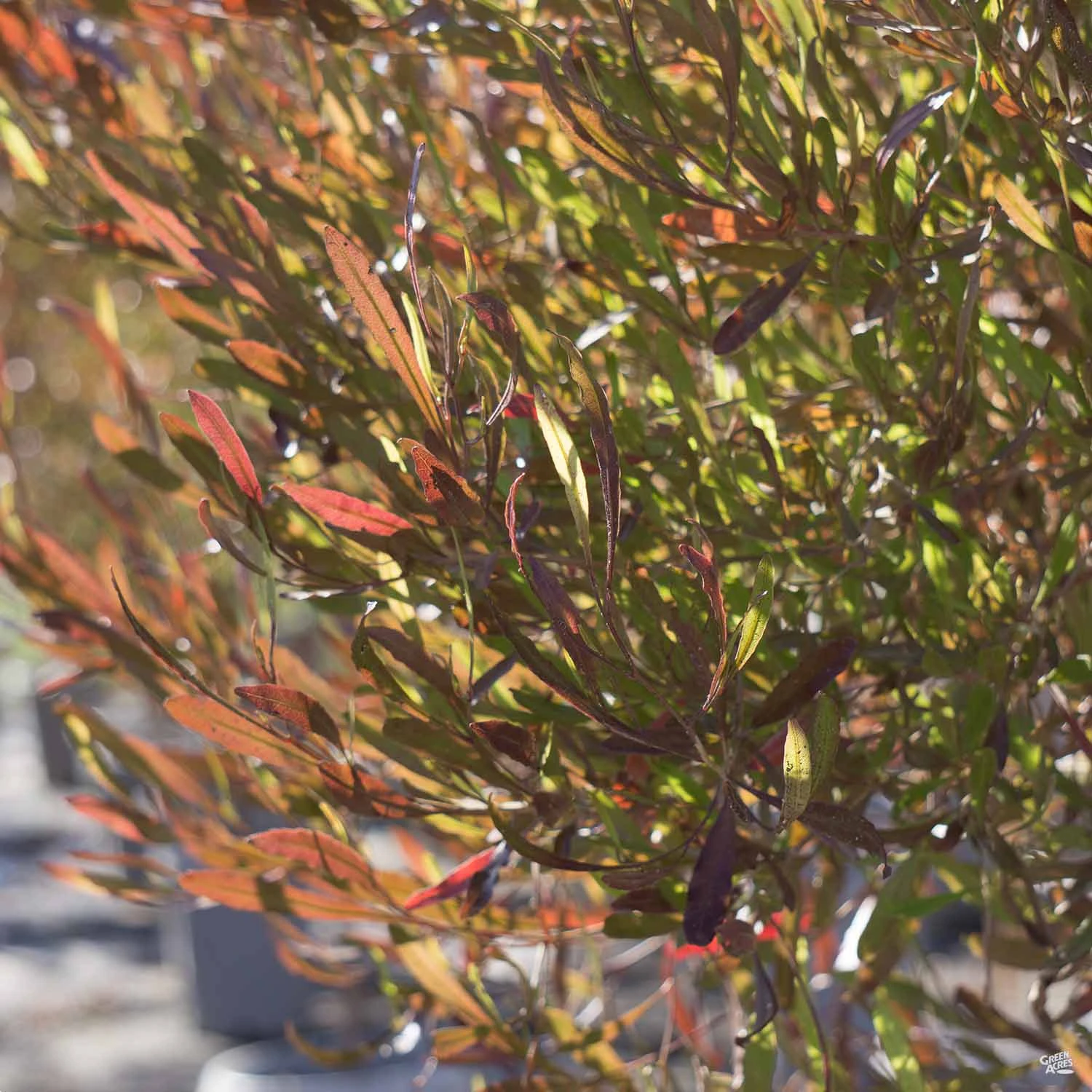 Purple Hopseed Standard Trunk 1 Purple Hopseed Standard Trunk