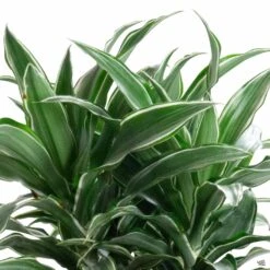 Dracaena 'Warneckii'