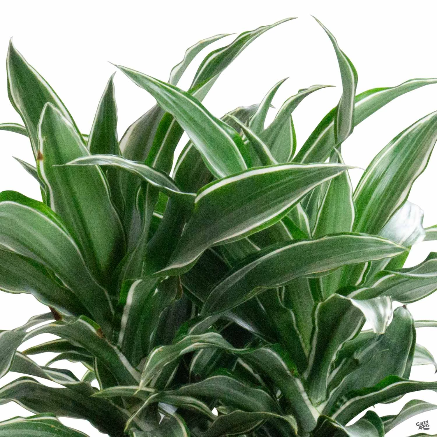 Dracaena 'Warneckii' 1 Dracaena 'Warneckii'