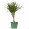 Dracaena 'Bicolor' Braid