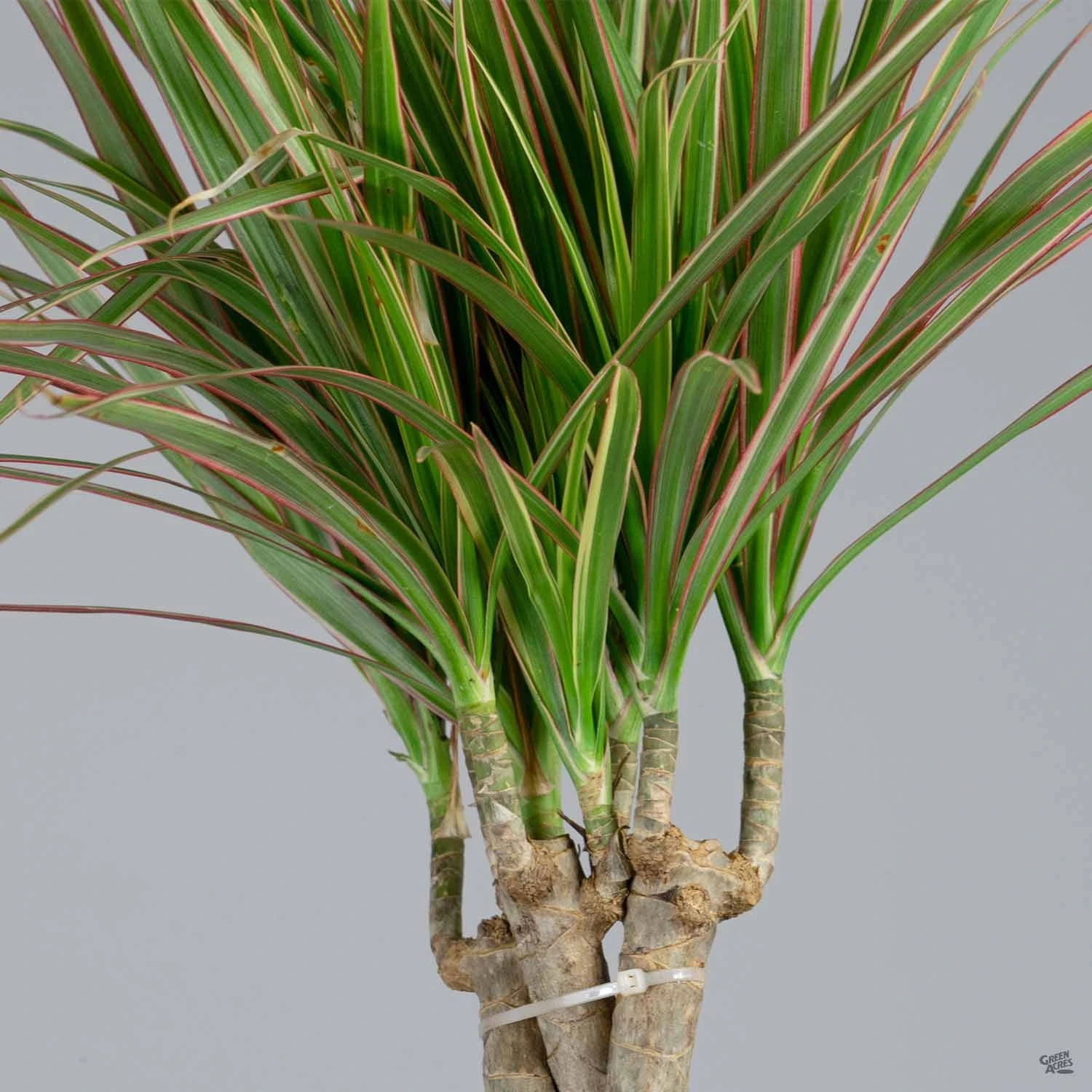 Dracaena 'Bicolor' Braid 2 Dracaena 'Bicolor' Braid - Image 2