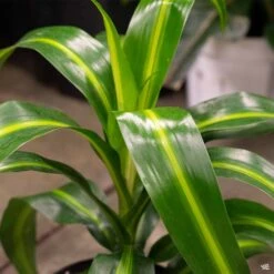 Dracaena 'Hawaiian Sunshine'