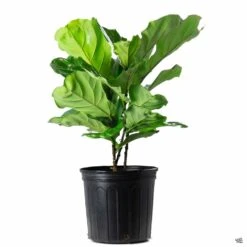 Eco Plant Works -Eco Plant Works Ficus Lyrata Clump 10inch