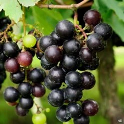 Muscadine Grape 'Cowart'