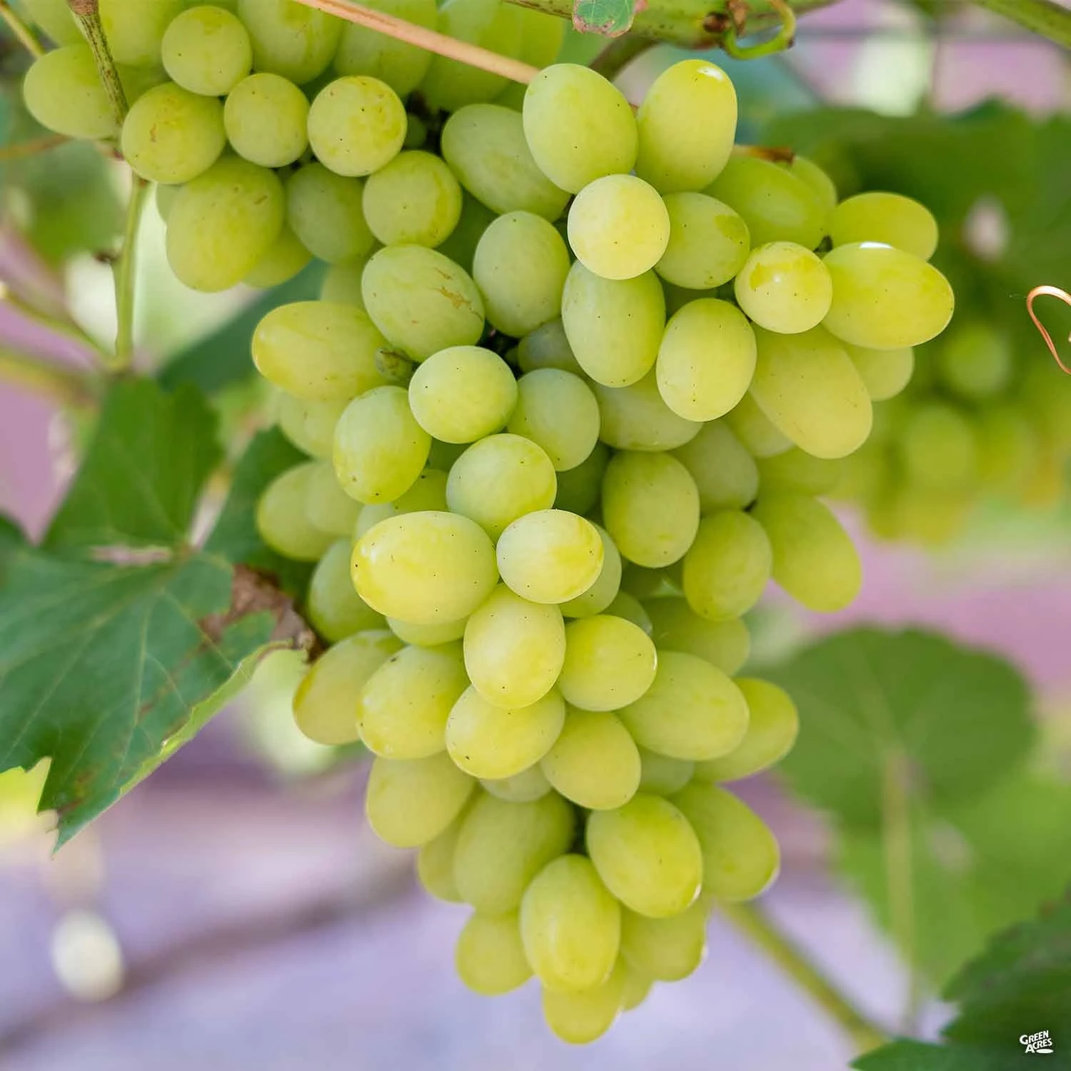 Grape 'Miss Blanc' 1 Grape 'Miss Blanc'