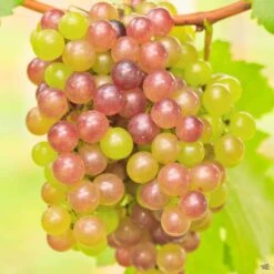 Muscadine Grape 'Triumph'