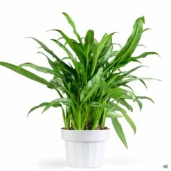 Aglaonema 'Cutlass' -Eco Plant Works Houseplants Algaonema Cutlass 6in