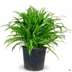 Aglaonema 'Cutlass' -Eco Plant Works Houseplants Algaonema Cutless 10in 1e7b906e 7429 4678 98eb 5274fa927724