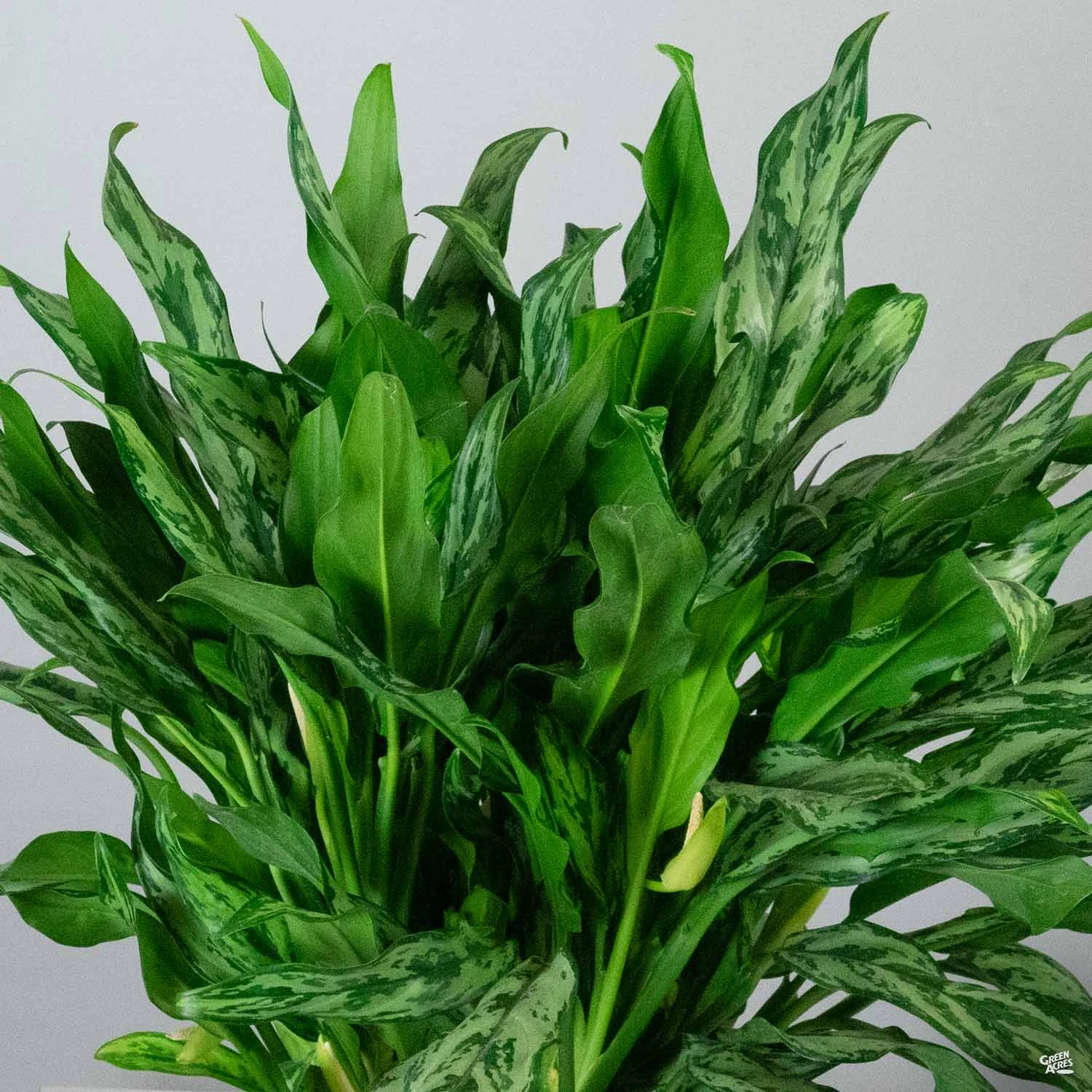 Aglaonema 'Miss Juliette' 1 Aglaonema 'Miss Juliette'