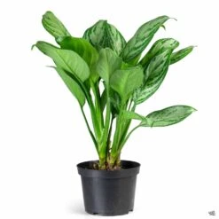 Eco Plant Works -Eco Plant Works Houseplants Algaonema SilverBay 6in 7423bf0e 52cd 4c78 a84c 5ffeafb9c170