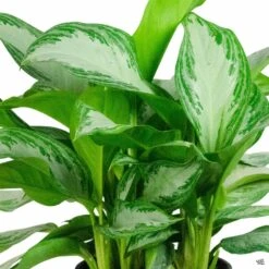 Aglaonema 'Silver Bay'