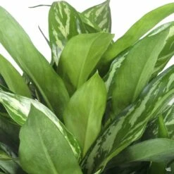 Aglaonema 'Tigress'