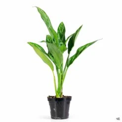 Eco Plant Works -Eco Plant Works Houseplants Algaonema Tigress 4in