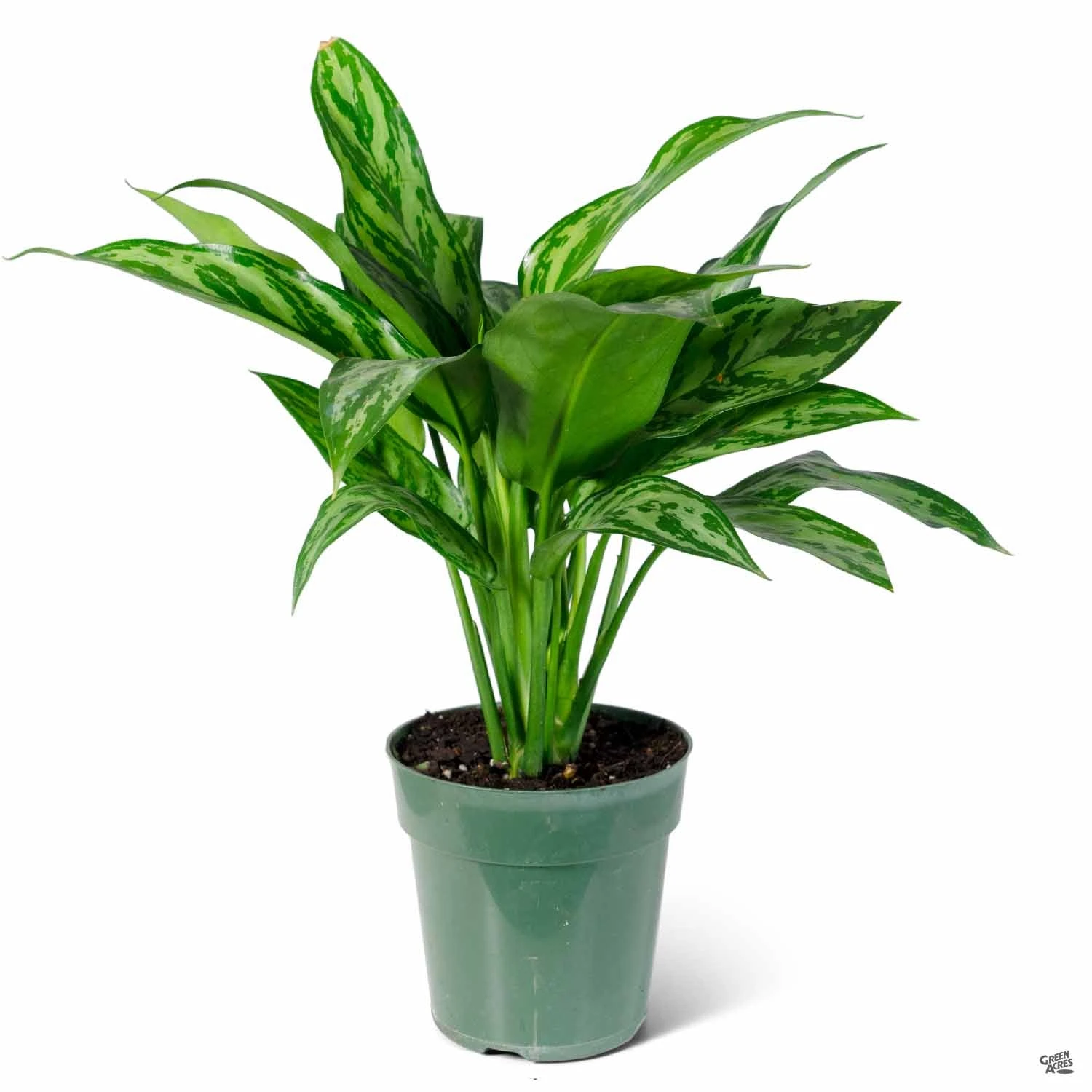 Aglaonema 'Tigress' 3 Aglaonema 'Tigress' - Image 3