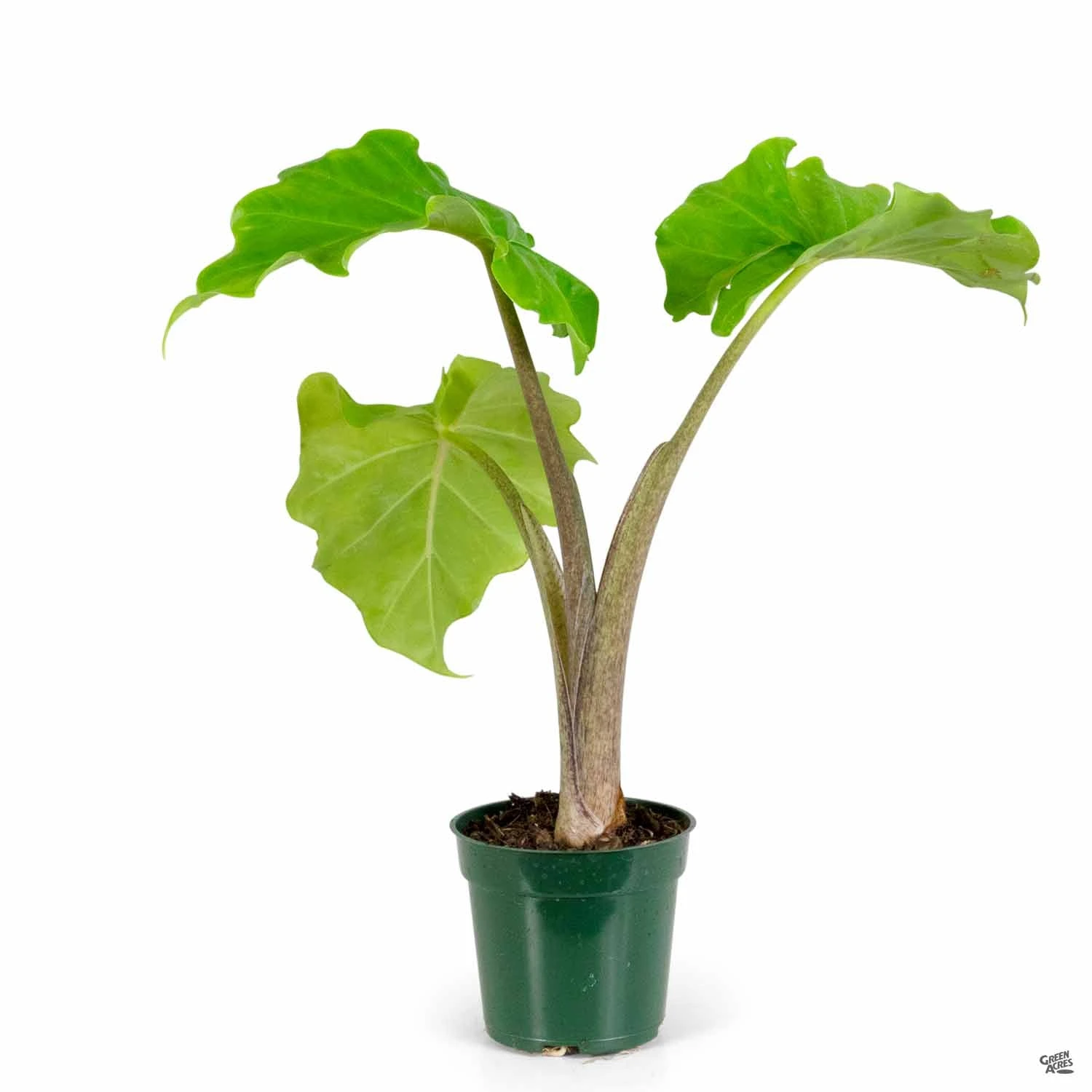 Alocasia 'Low Rider' 1 Alocasia 'Low Rider'