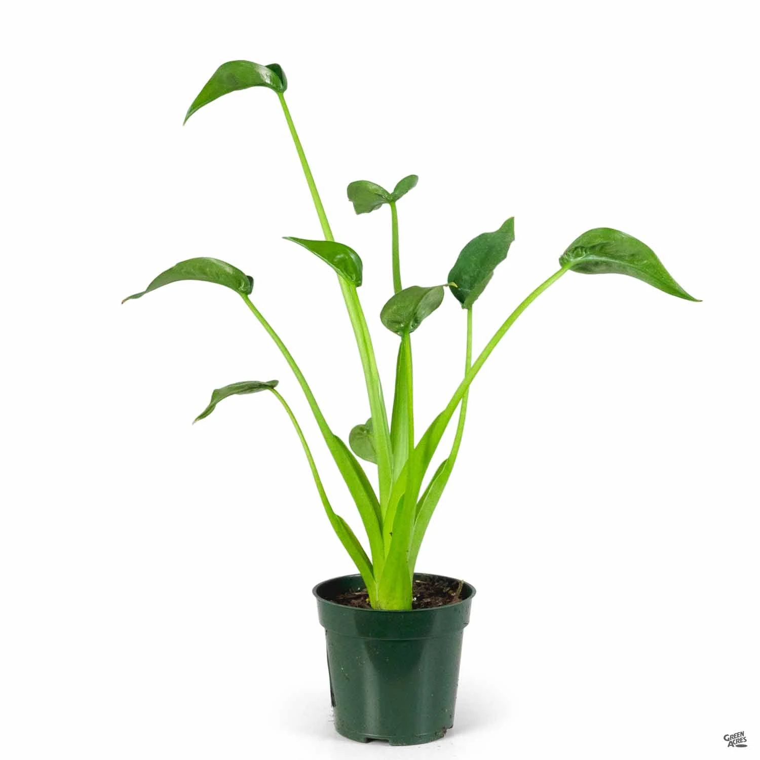 Alocasia 'Tiny Dancer' 1 Alocasia 'Tiny Dancer'