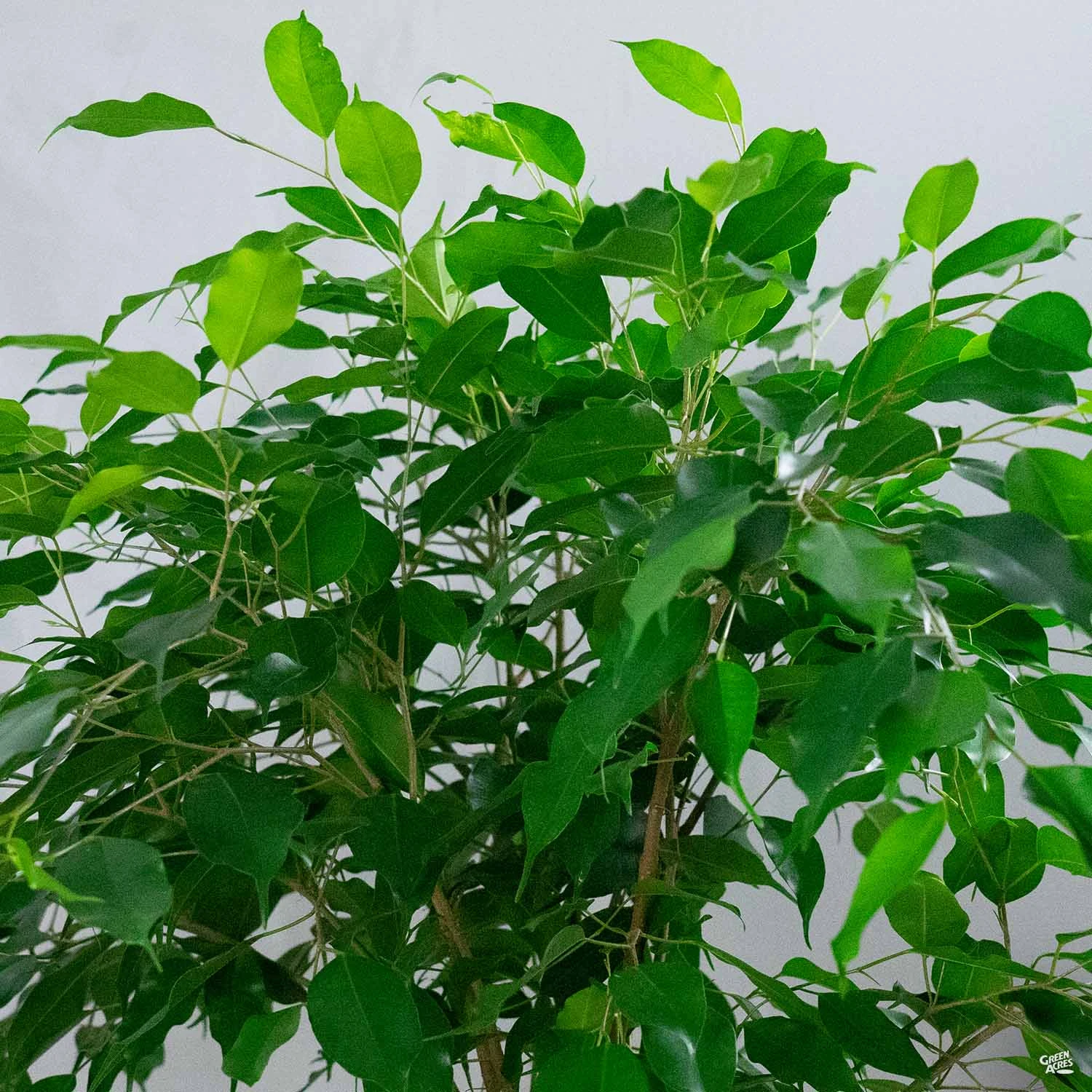 Weeping Fig 1 Weeping Fig