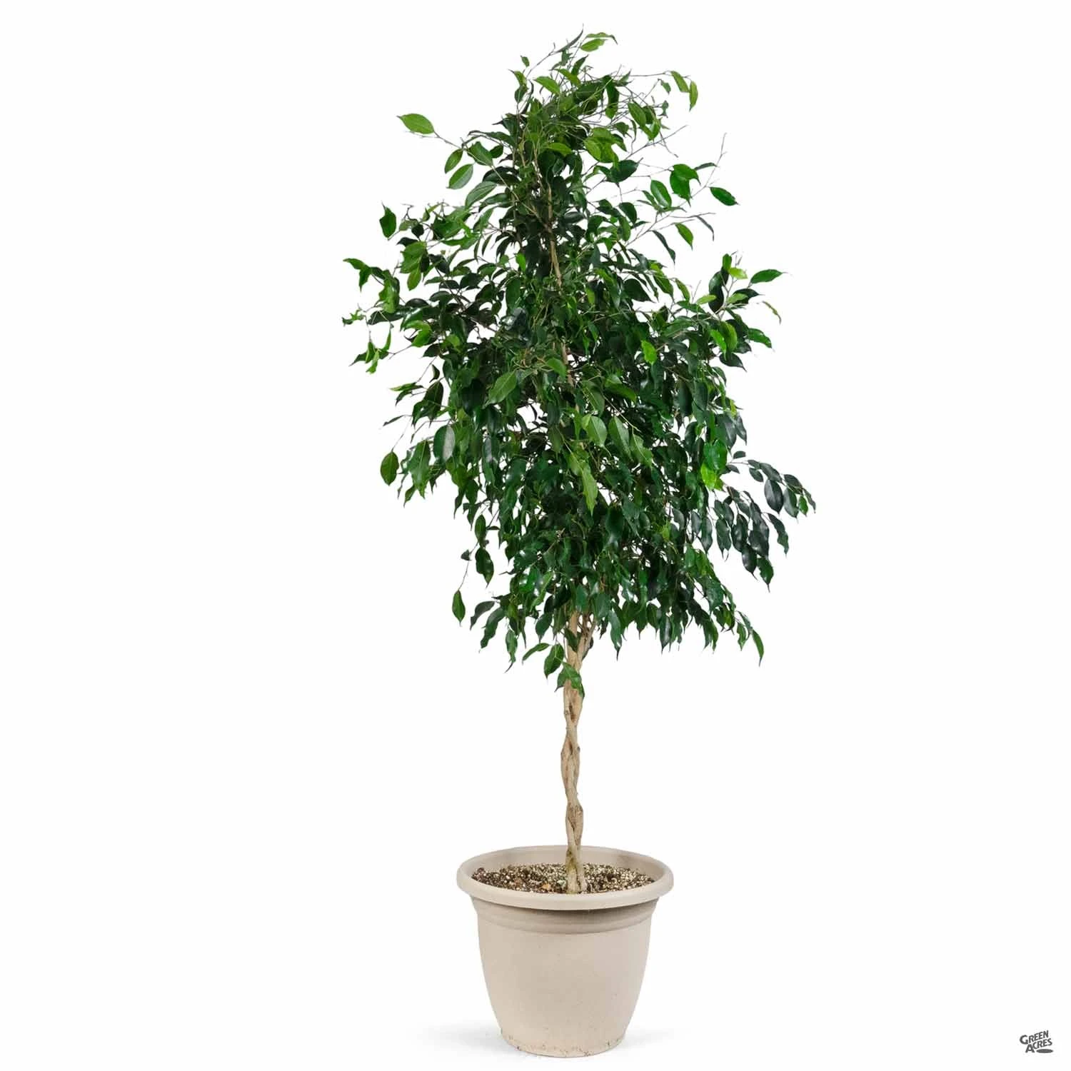 Braided Ficus Benjamina 'Midnight' 1 Braided Ficus Benjamina 'Midnight'