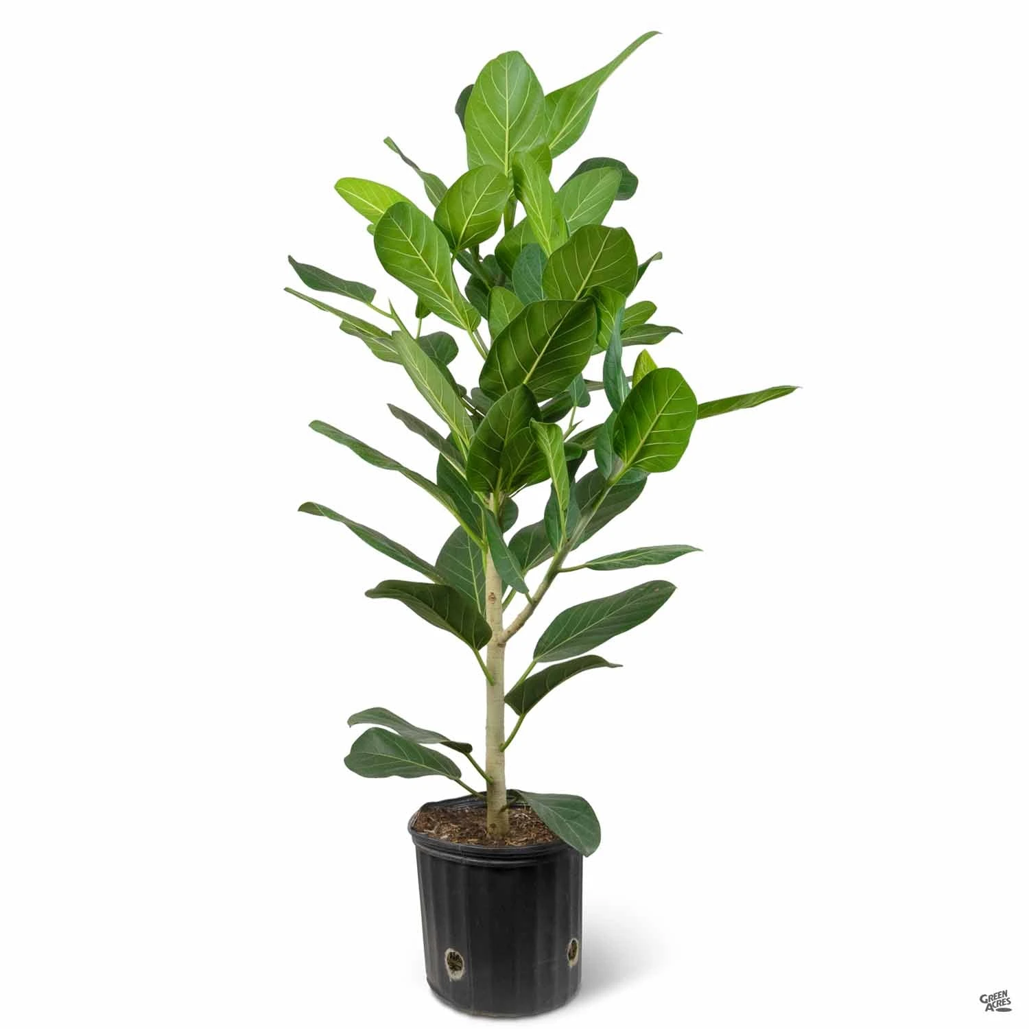 Ficus 'Audrey' 2 Ficus 'Audrey' - Image 2