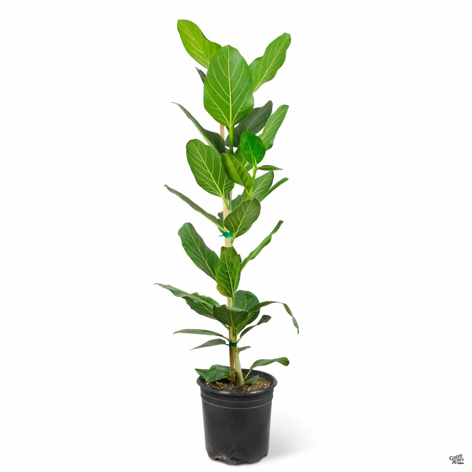 Ficus 'Audrey' 3 Ficus 'Audrey' - Image 3