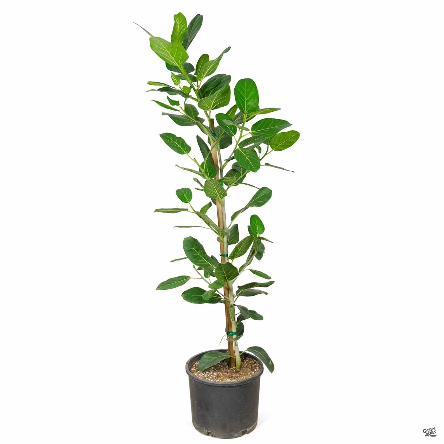 Ficus 'Audrey' 4 Ficus 'Audrey' - Image 4