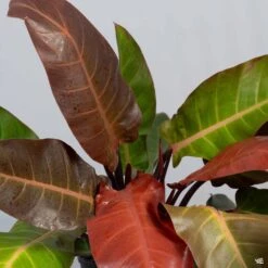 Philodendron 'Kathleen'