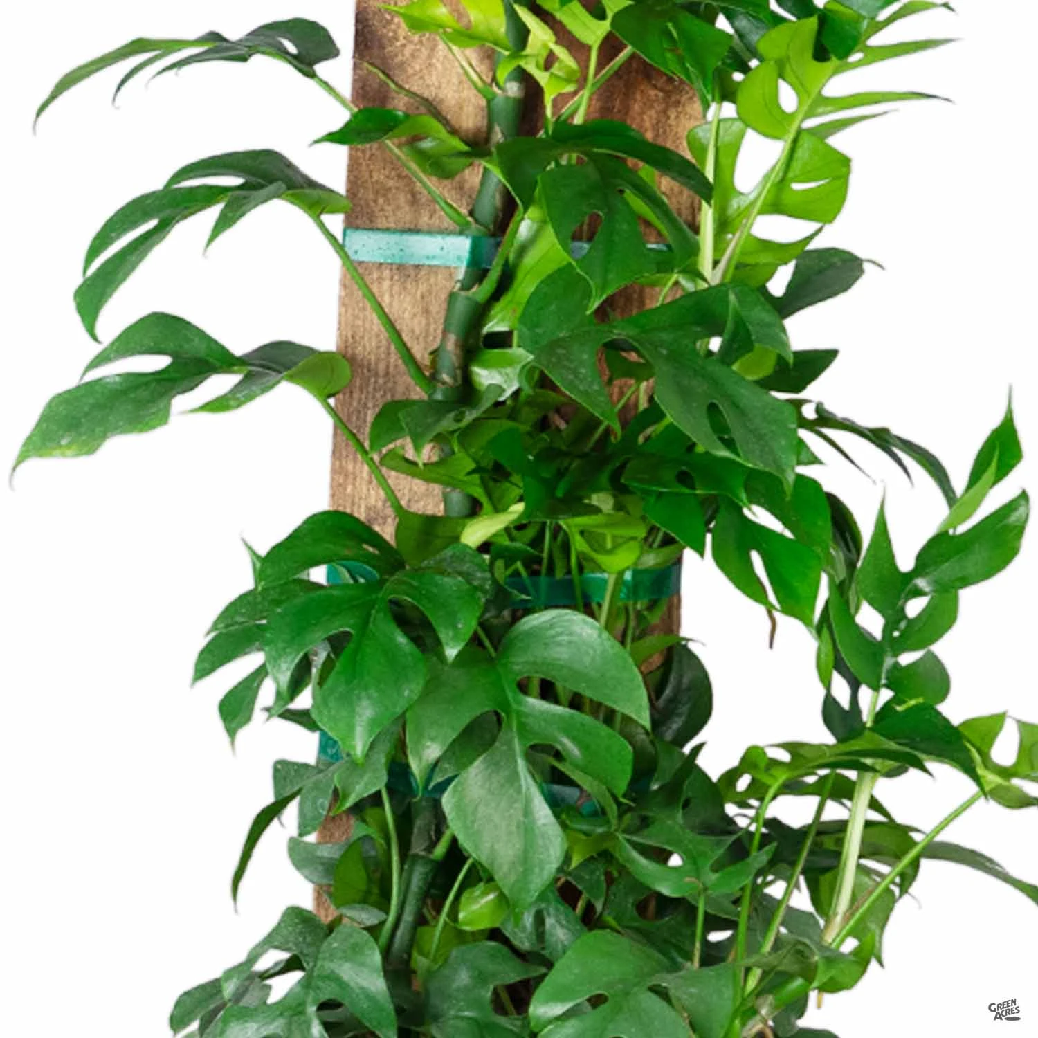 Rhaphidophora 1 Rhaphidophora