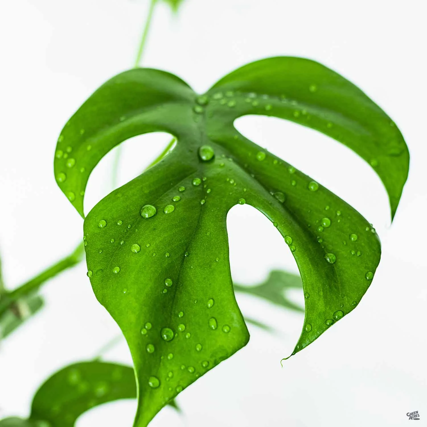 Rhaphidophora 2 Rhaphidophora - Image 2