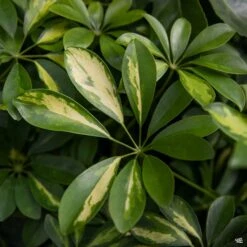 Dwarf Umbrella Tree 'Gold Capella'