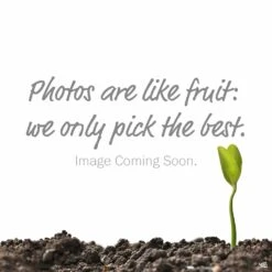 Eco Plant Works -Eco Plant Works ImageComingSoon 2a0536e2 c8a3 4dee 9c66 b784ccbc15ac