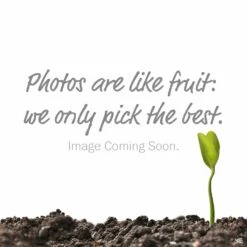 Ferti•lome® MosquitoGo® Insect Granules